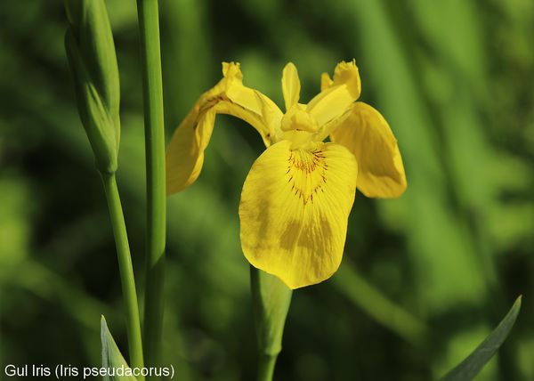 gul iris